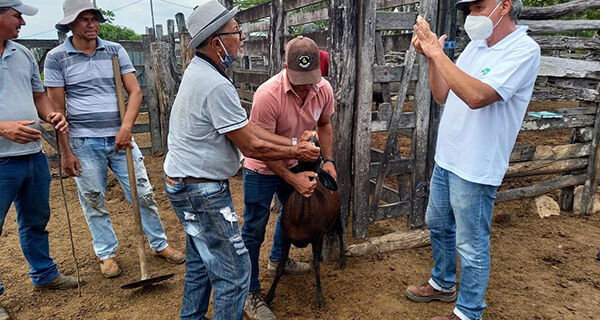 Embrapa Lan A Programa De Melhoramento Gen Tico De Caprinos E Ovinos