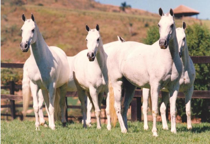 Museu Nacional do Cavalo Mangalarga Marchador é inaugurado no sul de MG