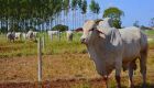 Boi gordo: Com demanda externa pela carne bovina aquecida, arroba mantém viés de alta