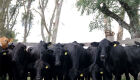 Embrapa Pecuária Sul realiza remate de bovinos e ovinos