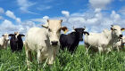 Embrapa Gado de Corte leva produção de carne baixo carbono para a Agrishow 2024
