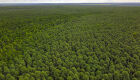 Grupo amplia florestas em 15% e aproxima-se de 300 mil hectares de eucalipto em MS
