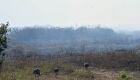 Incêndio no Pantanal põe pecuaristas em alerta