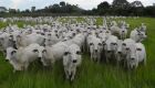 Acrissul protesta contra veto do Carrefour à carne do Mercosul