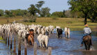 Com faturamento de R$ 1,83 bi/ano, a pecuária é a atividade que mais gera empregos no Pantanal