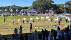 Vaca de Sidrolândia (MS) fica com título de Reservada Grande Campeã na Expozebu