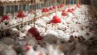 China e União Europeia suspendem as compras de frango do Brasil