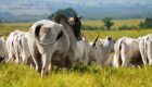 Scot identifica nova queda do boi gordo em SP e Agrifatto aponta altas da arroba em MS, MT e PR