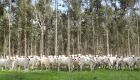 Campanha de vacinação contra brucelose reforça cuidados com saúde animal e humana em MS