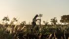 MS Florestal realiza mutirão de contratações em Nova Alvorada do Sul