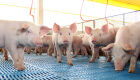 Entre as carnes brasileiras exportadas, suína foi a que mais se valorizou no 1&ordm; semestre