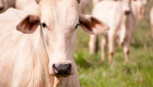 Tarifaço dos EUA pode causar efeito dominó e redirecionar carne bovina brasileira