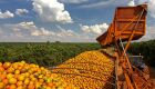 Agro brasileiro vê impacto de US$ 5,8 bilhões com tarifaço dos EUA