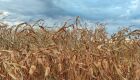 Colheita do milho foi impactada pela chuva em Mato Grosso do Sul