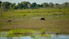 Governo publica edital do PSA Pantanal e produtores podem se inscrever a partir do dia 18 de julho