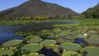 Governo de MS destina R$ 30 milhões para propriedades com vegetação nativa excedente no Pantanal