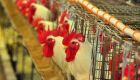 Japão se torna principal destino da carne de frango de MS em 2025