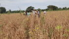Antecipasto eleva em até 5 arrobas por hectare o ganho de peso de bovinos na entressafra da soja