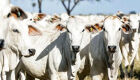 MT: rebanho bovino cai 2% em 2025 e matrizes atingem menor participação