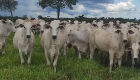 Novo indutor de ovulação aumenta em até 9% a taxa de prenhez em vacas