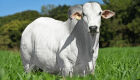 MS e mais nove praças monitoradas pela Agrifatto registraram queda nos preços do boi gordo