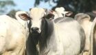 Oferta limitada sustenta cotações da arroba e da carne, informa Cepea