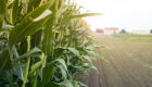 Área tratada com defensivos agrícolas cresce 3,1% no primeiro semestre de 2025 no Brasil