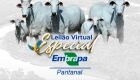 Embrapa Pantanal realiza leilão virtual de bovinos no dia 5 de setembro