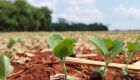 Clima desafia produtores no início da safra de soja 25/26
