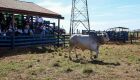 É de Mato Grosso do Sul o touro destaque nacional de qualidade de carcaça