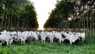 Pecuária se posiciona como parte da solução para os desafios do clima e da segurança alimentar