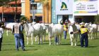 Expoinel 2025 será aberta dia 14 em Uberaba (MG)