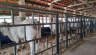 Pró-Genética Online será destaque na 2ª Expogenética MS