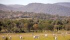 Alô produtor rural do Pantanal: receba pela área de vegetação nativa excedente na propriedade