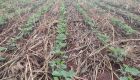 Soja: mais de 16% da área foi plantada em MS