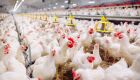 Custos de produção de suínos e de frangos de corte voltam a subir em setembro