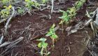 Com 30,9% da área plantada, safra de soja avança sob influência do La Niña