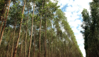 Base florestal em Mato Grosso do Sul deve crescer 40% até 2028