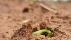 Clima favorável acelera plantio de soja entre outubro e novembro em Mato Grosso do Sul