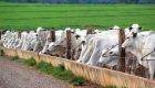 Melhora nas margens estimula alta no confinamento de bovinos