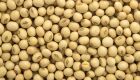 Soja: negócios iniciam dezembro em ritmo lento; produtor atento ao clima