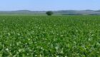 Prazo para cadastro de áreas de soja encerra em um mês em Mato Grosso do Sul