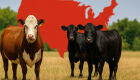 Relatório dos EUA aponta oferta de gado ainda restrita e pouca retenção de novilhas em 2026