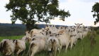 Escalas mais curtas sustentam cotações do gado gordo