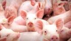 Mercado de suínos inicia 2026 com queda, mas exportações sustentam otimismo, aponta Itaú BBA