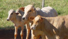 Bezerro opera em patamar elevado, com preço real de R$ 14,88/kg
