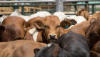 Censo mostra confinamento bovino crescer 16% e alcançar 9,25 milhões