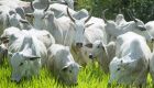 Boi gordo: incertezas elevam queda de braço entre pecuaristas e frigoríficos