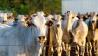 Números confirmam que pecuária de corte tem conseguido produzir mais com menos espaço
