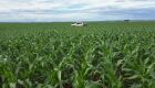 Estimativa aponta produção de cerca de 11 milhões de toneladas de milho na segunda safra em MS